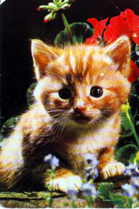 Цветочный котенок